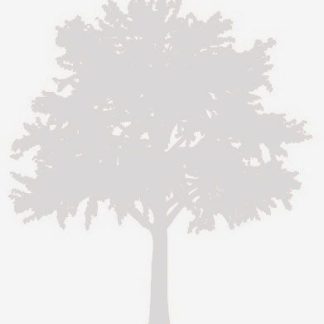 Tonerider Vintage 90 Cream - Bridge