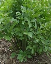 Erbstück Herb LOVAGE200 Seeds Culinary Teas 3-8 Ft High (.91-2.4m) : Seeds Only