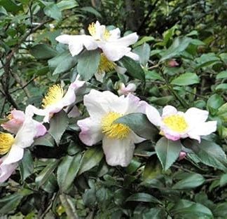 5 TEA PLANT Black & Green Drinking Tea Camellia Sinensis Tree Shrub Flower Seeds : Package Contatins seeds